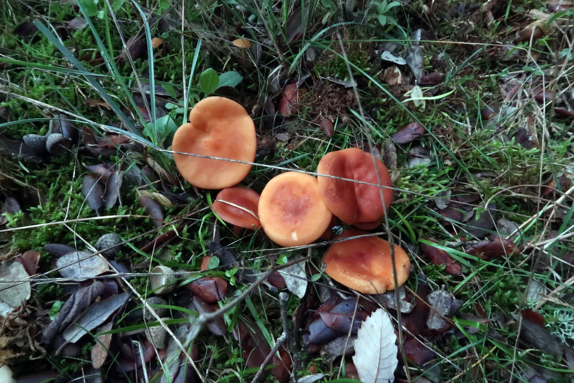 Lactarius atlanticus - 1 - 1825